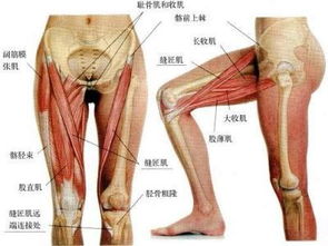 大腿的肌肉为什么会不受控制地一跳一跳啊 