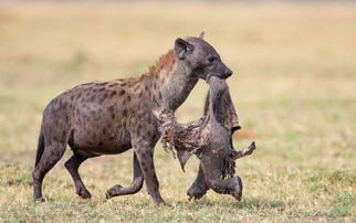 非洲鬣狗的生长繁殖 