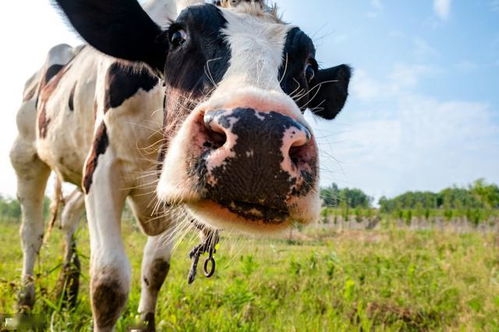 奶牛出生多少天可以打疫苗,奶牛防疫有何禁忌?