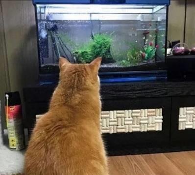 自从家里养了只鱼,猫咪就一直盯着鱼缸,宠主知道原因后竟笑翻了