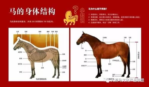 马的身体部位名称图片 搜狗图片搜索