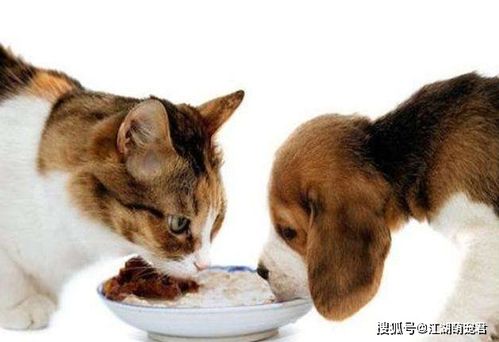 狗狗为什么爱吃 猫粮 吃猫粮有6个危害,赶紧制止