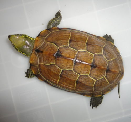 大头龟属于水龟还是半水龟 