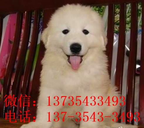 阳江宠物狗犬舍出售纯种大白熊犬 宠物网狗市场在哪买狗卖狗