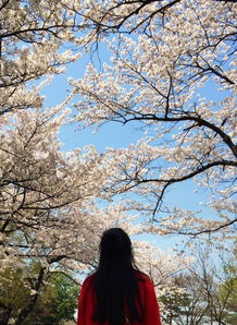 走过首尔的樱花与小雨,4月清明假期韩国游 附赠多次买买买攻略