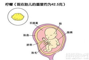 怀孕四个月肚子图(怀孕四个月是怎样的感觉)