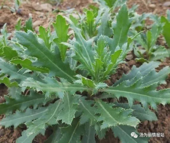 汤为丽 带你了解乡村路边就有的野菜,具有 防癌 减肥 等功效