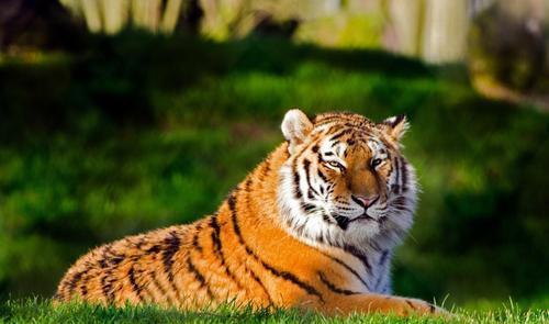 古代的虎患到底有多严重 整个四川沦为老虎的国度,虎豹横行