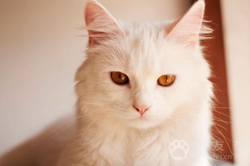 什么才算是波斯猫 波斯猫品种简单介绍 