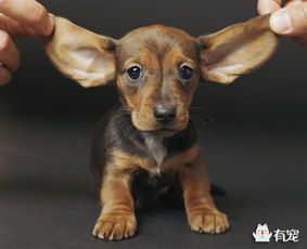 对于狗狗的听力你了解多少