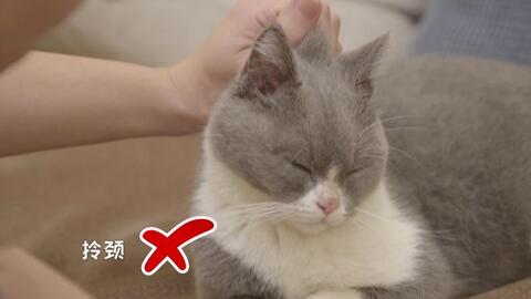 如何正确的抱猫 抱猫姿势也有大学问