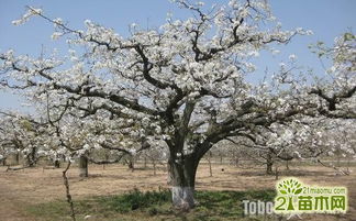 梨树花什么时候开花 梨树花期图片欣赏