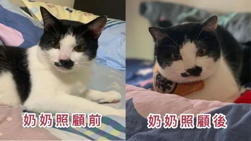 有一种猫,叫奶奶养的猫