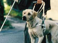 导盲犬毕业有多难，全国盲人1700万服役导盲犬不足200只