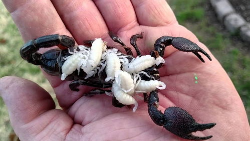 六亲不认的蝎子 小蝎子爬不到母亲的背上,就会被母蝎吃掉