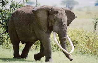 一头大象的重量是多少 