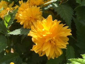 黄色多层花瓣是什么花 