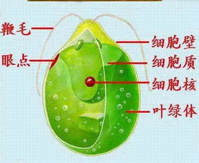 高中生物难入门 锚定生物36种 助你打开满分生物 