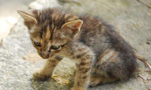 曼基康猫寿命一般多少年,一只猫的平均寿命？