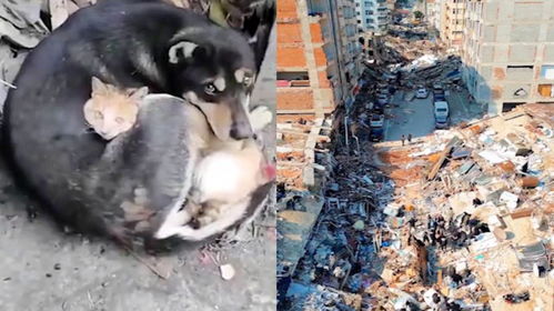 土耳其地震灾区,小狗小猫获救后相互依偎取暖,眼神满是恐惧