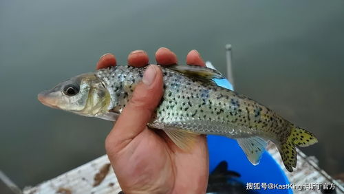 很难钓的一种鱼,重庆人叫它花黪鱼,钓者乐此不疲