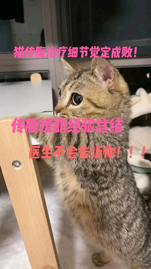 猫传腹441治疗细节很重要,医生不会告诉你