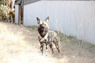 非洲野犬的繁殖方式 