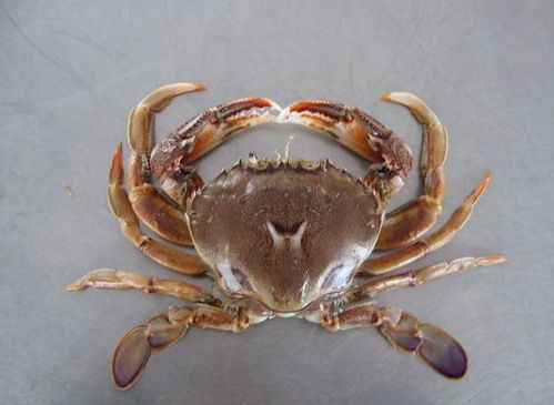 河蟹的身体结构图片 