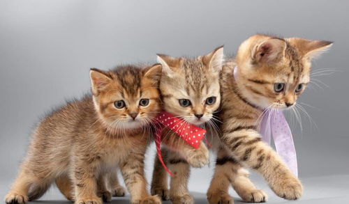 这4种常见的猫咪传染病,铲屎官们要当心了