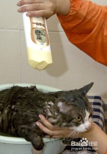 给猫咪洗澡的注意事项 