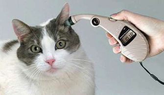 如何判断猫咪是不是猫鼻支 猫鼻支治疗期间需要注意哪些问题 