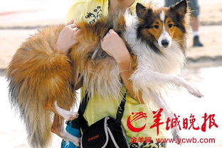广州集中整治违规养犬街坊 呼吁犬只管理网格化