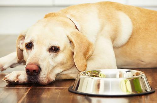 狗狗无胃口食饭是什么问题