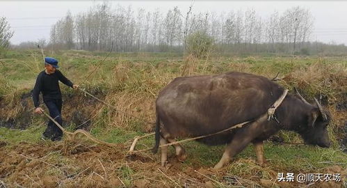 这是村里最后的一头牛,也是最后一户还在用牛耕地的人