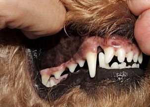 宠物每日小知识 七种常见狗狗牙齿口腔疾病