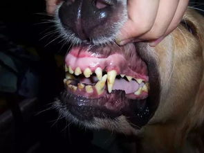 宠物换牙,你真的见过吗