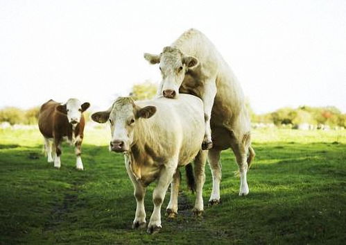 牛配种的最佳时间和方法及注意事项,公牛母牛什么时候繁育合适