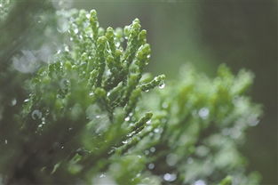 寒露 时节雨纷纷