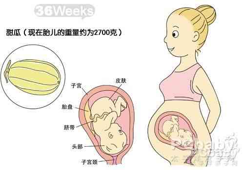 36周胎儿发育情况(怀孕36周胎儿的发育情况)