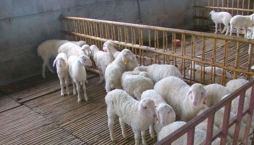 羊反复发烧是什么原因引起的 羊发烧怎么也治不好 可能是寄生虫