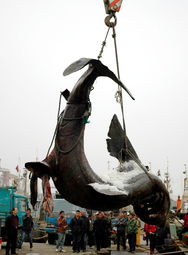 浙江渔民捕获一条大鲨鱼 重达4吨 