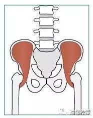 腰背酸痛就去拉伸髋屈肌 这可不一定是个好方法 