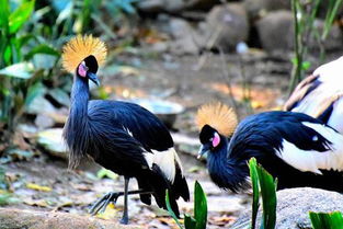 全球10大最美鸟类,大蓝蕉鹃和葵花凤头鹦鹉领衔,你都认识吗