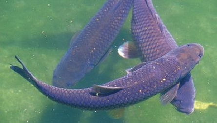 四大家鱼中的青鱼爱吃螺蛳,可螺蛳外壳坚硬,青鱼是怎样吃的呢