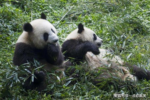 世界上最能赚钱的动物是什么 大熊猫出国打工,却惨遭退货