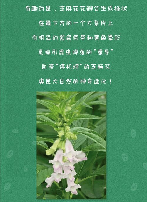 科学冷知识植物类(植物冷门知识)