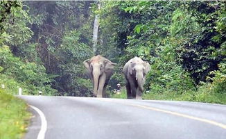 骑摩托的男子惊扰了路过的象群,大象一鼻子推到摩托车,结果亮了