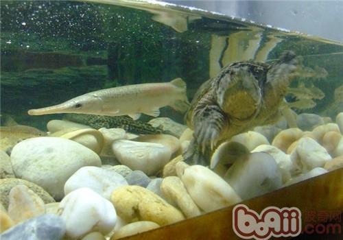 哪种龟可以长期在水里和鱼混养？