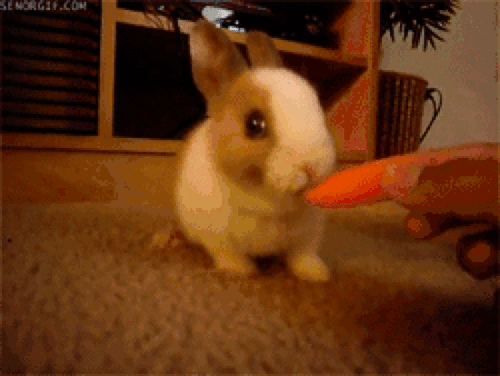 小白兔吃萝卜,小白兔吃萝卜看图写话一年级