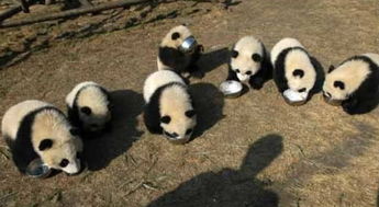 唯一不拿熊猫当国宝的人,看到做法后,引网友围观 想法很大胆